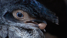 <malayan peacock pheasant>